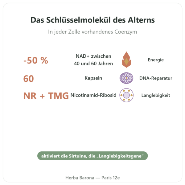 NAD+ – SIHO – Zelluläre Energie & Langlebigkeit – 60 Kapseln Vorteile und Fakten Paris Herba Barona