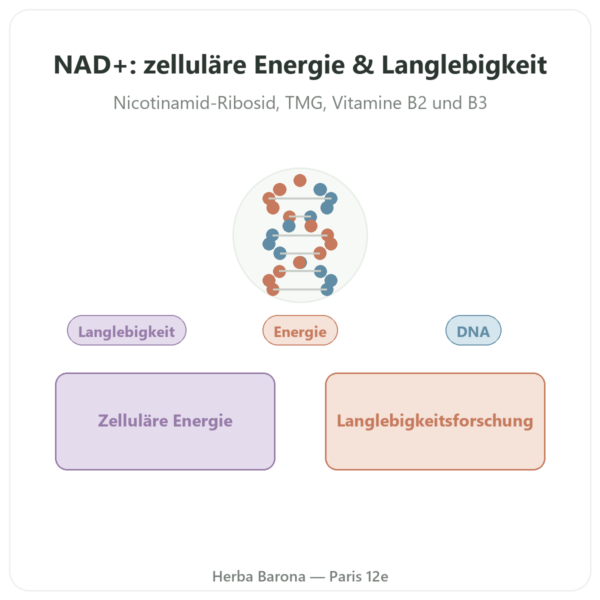 NAD+ – SIHO – Zelluläre Energie & Langlebigkeit – 60 Kapseln Vorstellung Paris Herba Barona