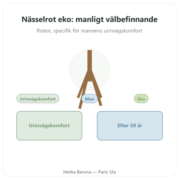Nässelrot Eko – Dynveo – Extrakt 4:1 – 60 kapslar presentation Paris Herba Barona