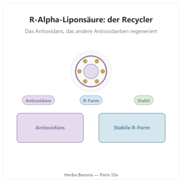 Natrium-R-Liponat Bio-Enhanced® – Dynveo – 100 mg – 60 Kapseln Vorstellung Paris Herba Barona