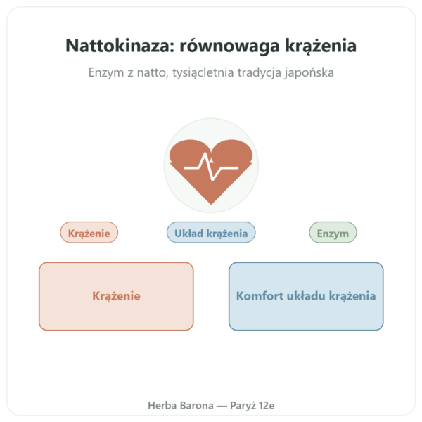 Nattokinaza Dynveo 100 mg 60 kaps. prezentacja Paris Herba Barona