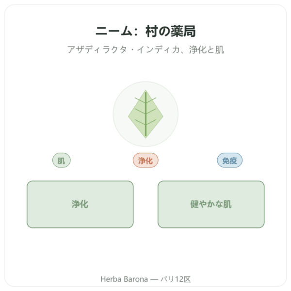 ニーム – Ayur-vana – 60カプセル presentation Paris Herba Barona