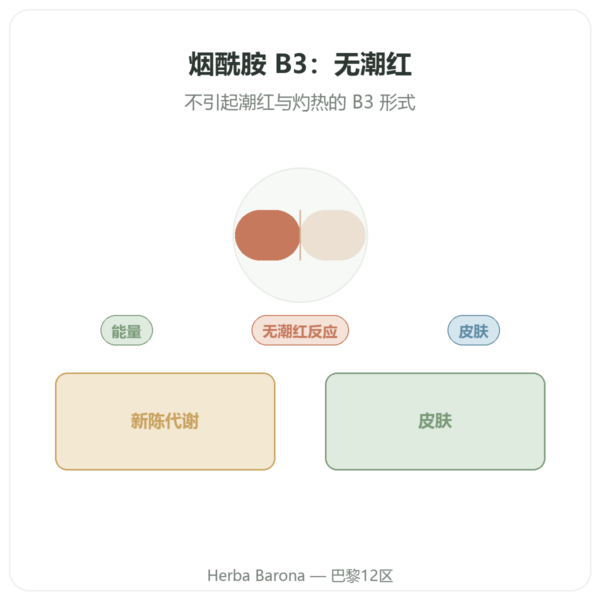 烟酰胺 B3 – 100 粒胶囊 Now Foods 产品展示 Paris Herba Barona