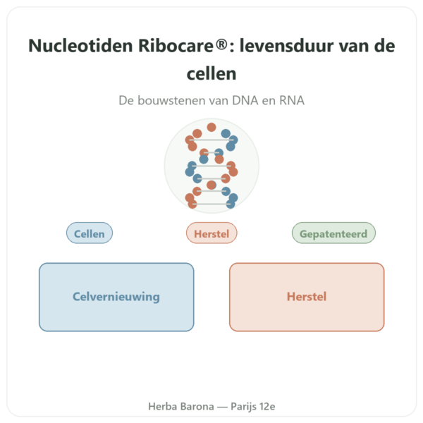 Nucleotiden Ribocare® 600 mg – Dynveo – 60 capsules presentatie Paris Herba Barona