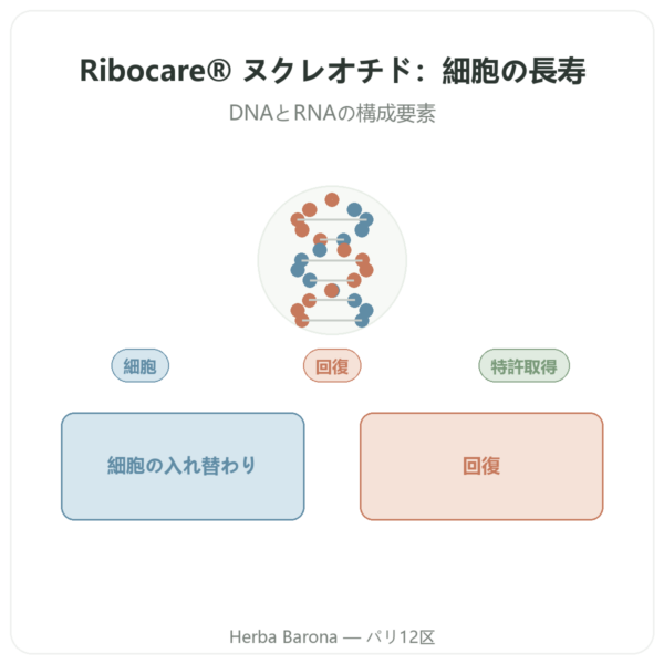ヌクレオチド Ribocare® 600 mg – Dynveo – 60カプセル presentation Paris Herba Barona