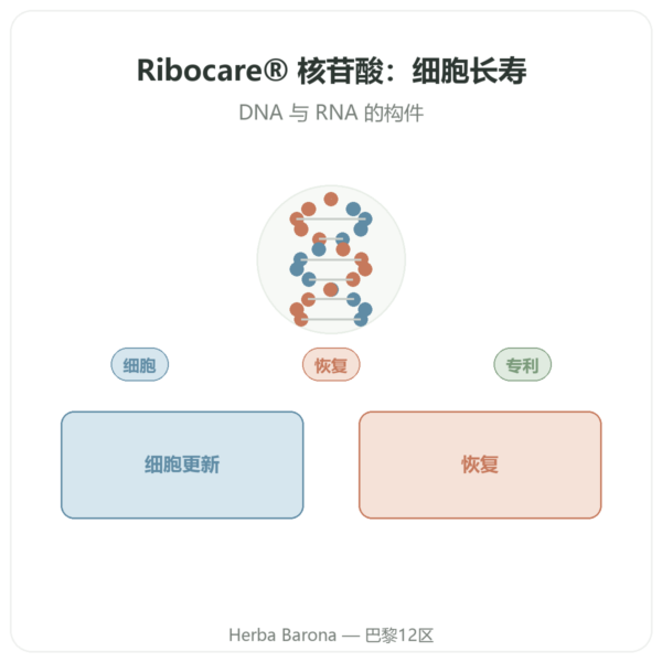 Dynveo Ribocare® 核苷酸 600毫克 – 60粒 产品展示 Paris Herba Barona