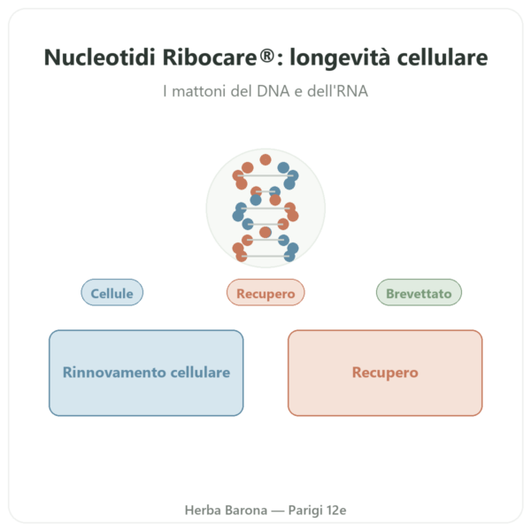 Nucleotidi Ribocare® 600 mg – Dynveo – 60 capsule presentazione Paris Herba Barona