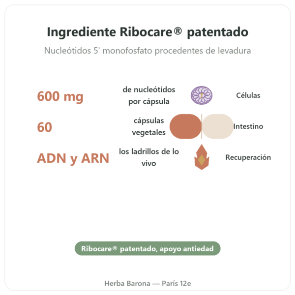Nucleótidos Ribocare® 600 mg – Dynveo – 60 cápsulas beneficios y datos clave Paris Herba Barona