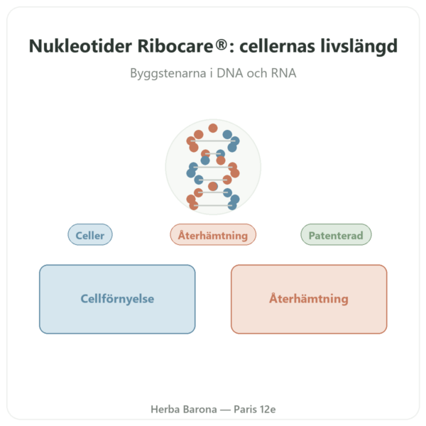 Nukleotider Ribocare® 600 mg – Dynveo – 60 kapslar presentation Paris Herba Barona