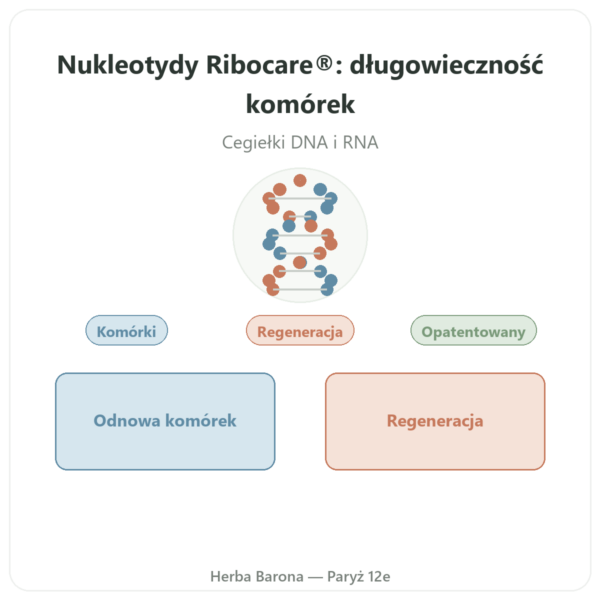 Nukleotydy Ribocare® 600 mg – Dynveo – 60 kapsułek prezentacja Paris Herba Barona