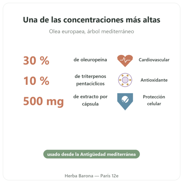 OLIFORCE-30 – Extracto de Hojas de Olivo al 30% Oleuropeína 10% Triterpenos beneficios y datos clave Paris Herba Barona