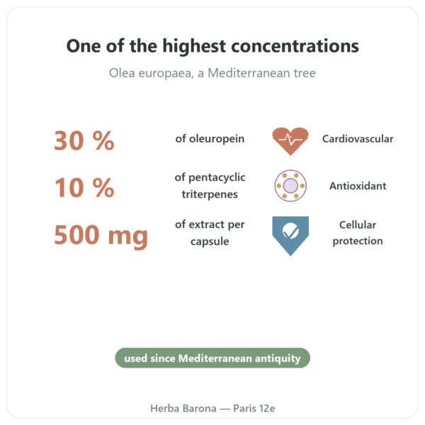 OLIFORCE-30 - Olive Leaf Extract 30% Oleuropein 10% Triterpenes benefits and key facts Paris Herba Barona