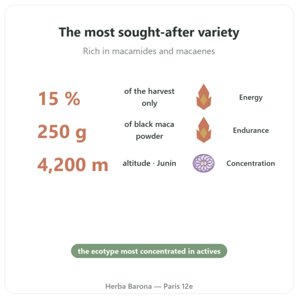 Organic Black Maca Powder – Pederoso – Saldac – 250g benefits and key facts Paris Herba Barona