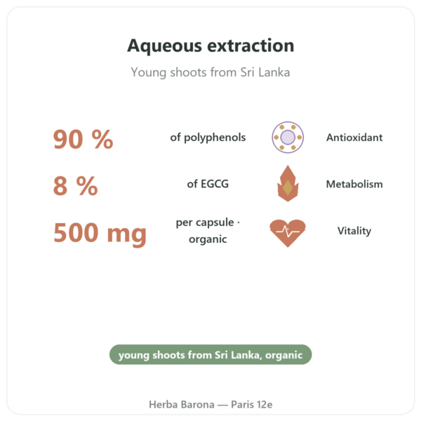 Organic Green Tea Extract – 60 Capsules 500mg 90% Polyphenols – Dynveo benefits and key facts Paris Herba Barona