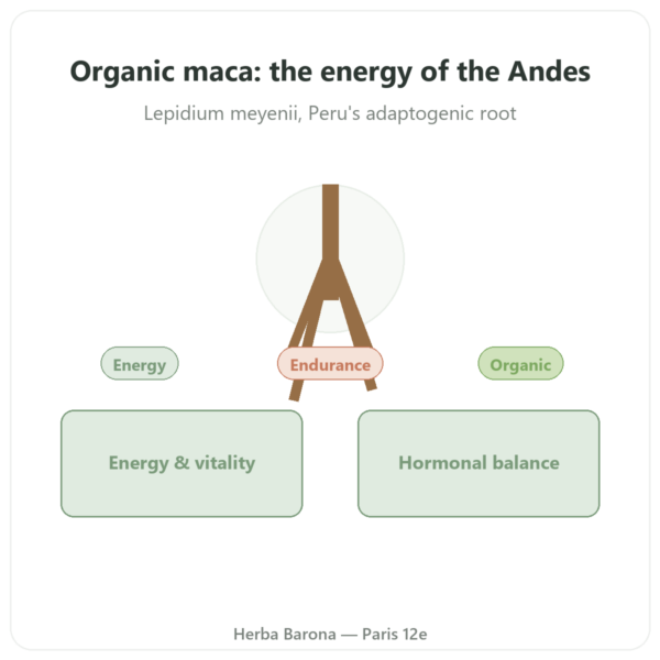 Organic Maca Powder – Pederoso – Saldac – 250g presentation Paris Herba Barona