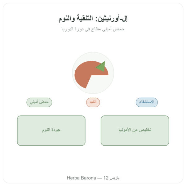أورنيثين 500 ملغ – 120 كبسولة – Now Foods عرض المنتج Paris Herba Barona