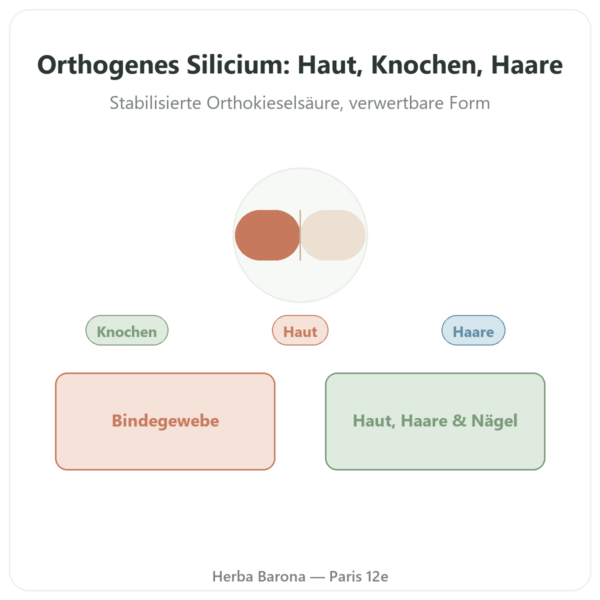 Orthogenisches Silicium naturbelassen 50 mg – 60 Kapseln Vorstellung Paris Herba Barona