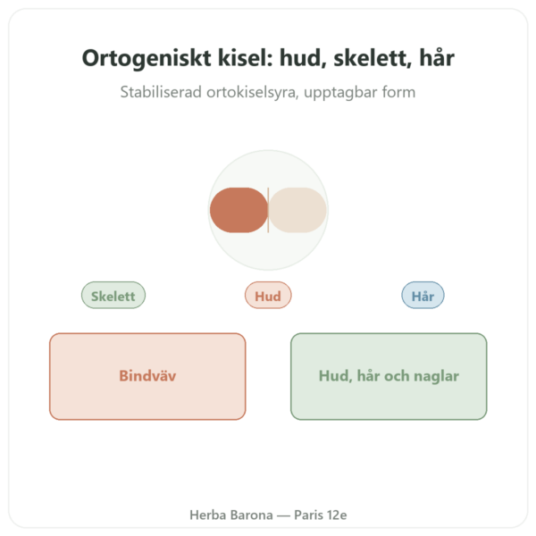 Ortogeniskt Kisel Natur 50 mg – flaska med 60 kapslar presentation Paris Herba Barona