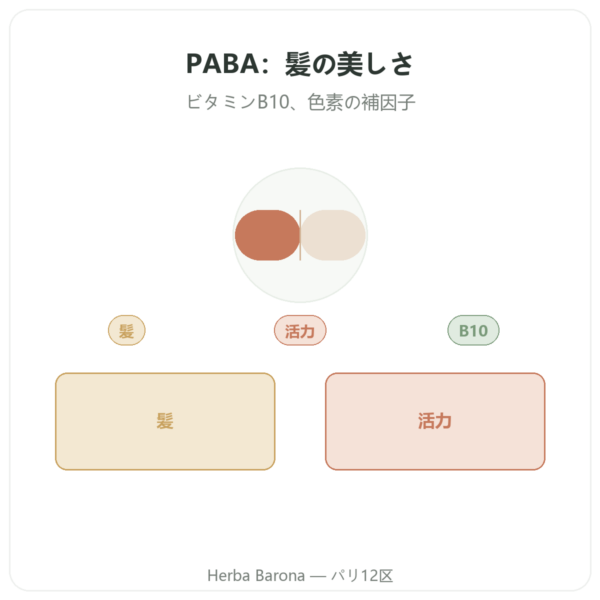 PABA 500 – 60カプセル Dynveo presentation Paris Herba Barona