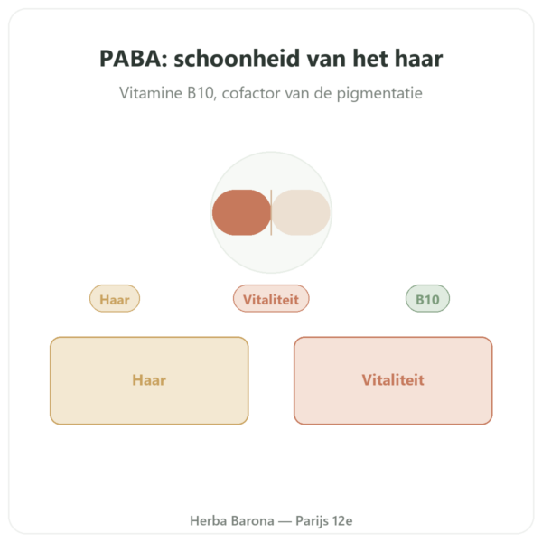 PABA 500 – 60 Capsules Dynveo presentatie Paris Herba Barona