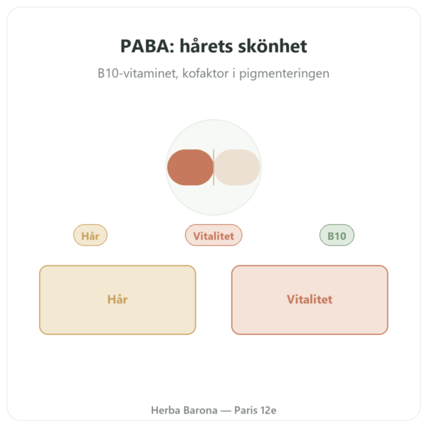 PABA 500 – 60 kapslar – Dynveo presentation Paris Herba Barona