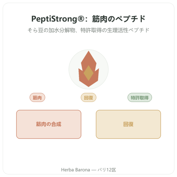 PeptiStrong® – Dynveo -120カプセル presentation Paris Herba Barona