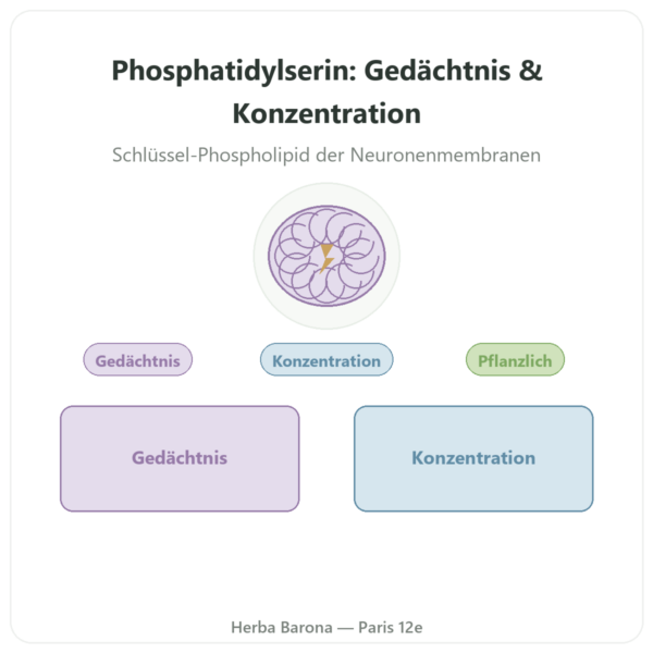 Pflanzliches Phosphatidylserin – Dynveo – 100 mg – 60 Kapseln Vorstellung Paris Herba Barona