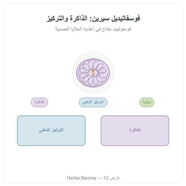 فوسفاتيديل سيرين نباتي – Dynveo – 100 ملغ – 60 كبسولة عرض المنتج Paris Herba Barona