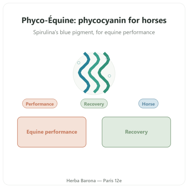 Phyco-Équine 21 Capsules – Phycocyanine for Horse Performance presentation Paris Herba Barona