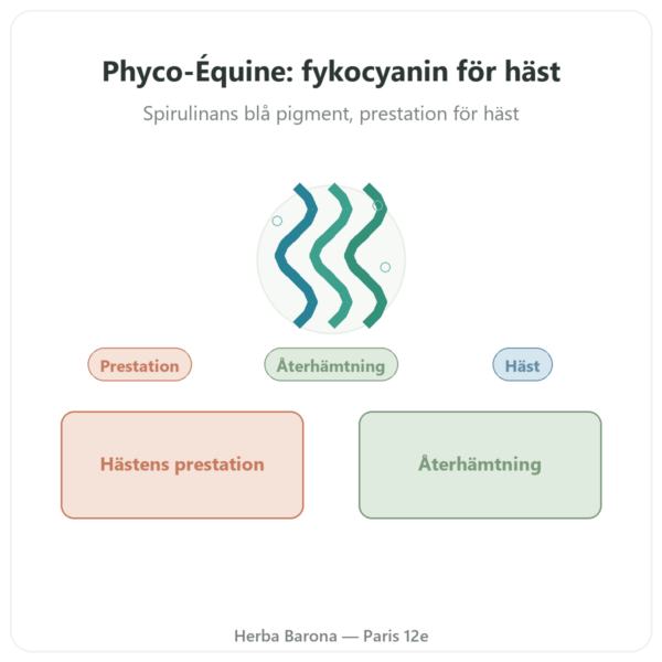 Phyco-Équine 21 kapslar - fykocyanin prestation häst presentation Paris Herba Barona