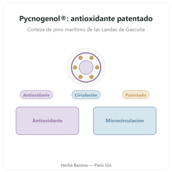 Picnogenol Dynveo – 100 mg – 70% procianidinas (OPC) – 60 cápsulas presentación Paris Herba Barona
