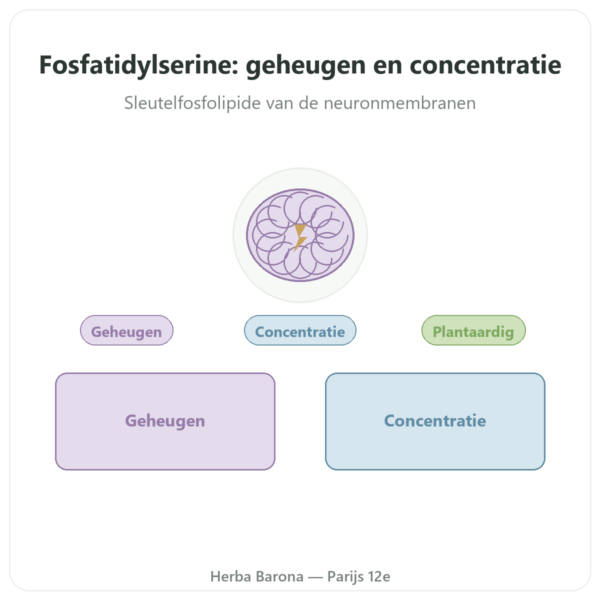 Plantaardig Fosfatidylserine – Dynveo – 100 mg – 60 capsules presentatie Paris Herba Barona