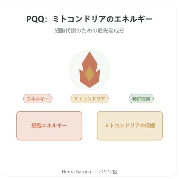 PQQ ピロロキノリンキノン – Dynveo – 60カプセル presentation Paris Herba Barona