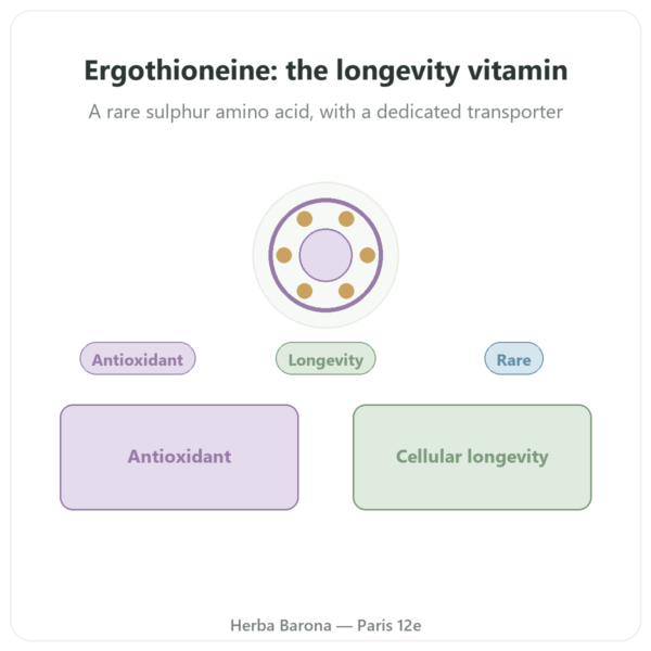 Pure Ergothioneine ErgoActive – Dynveo – 60 capsules presentation Paris Herba Barona