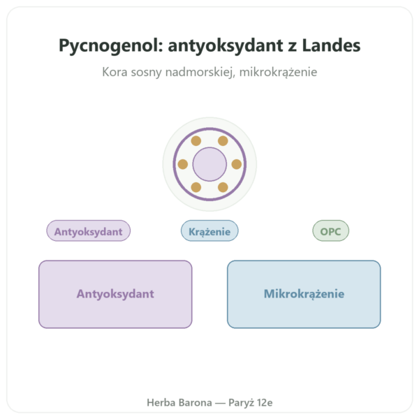Pycnogenol 50 mg 60 Kaps. Dynveo prezentacja Paris Herba Barona