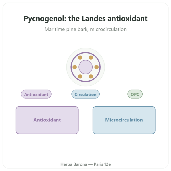 Pycnogenol 50 mg - Dynveo - 60 Capsules presentation Paris Herba Barona