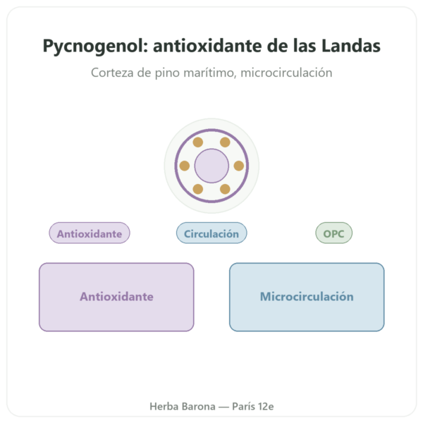 Pycnogenol 50 mg – 60 cápsulas – Dynveo presentación Paris Herba Barona
