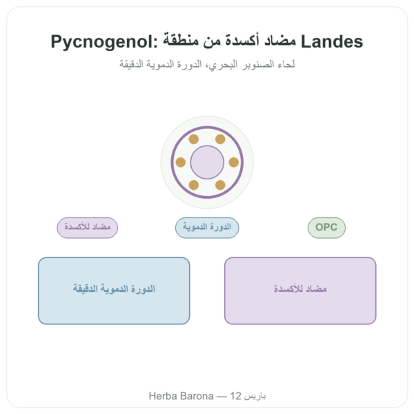 بيكنوجينول 50 ملغ 60 كبسولة Dynveo عرض المنتج Paris Herba Barona