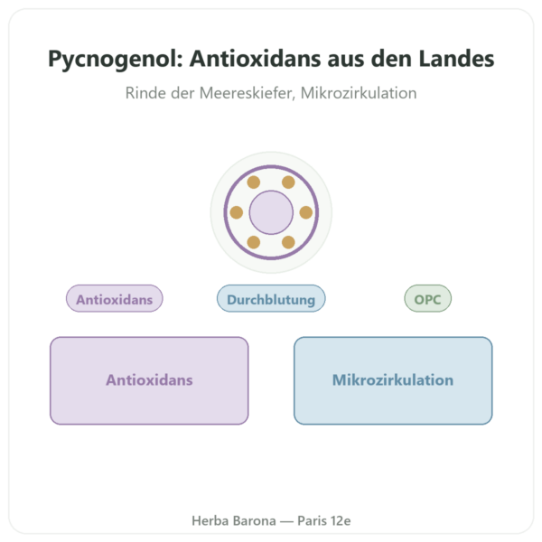 Pycnogenol® Kiefernrindenextrakt – Dynveo – 50 mg – 60 Kapseln Vorstellung Paris Herba Barona