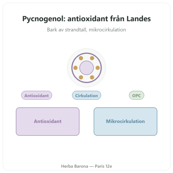Pycnogenol 50 mg 60 Kapslar Dynveo presentation Paris Herba Barona
