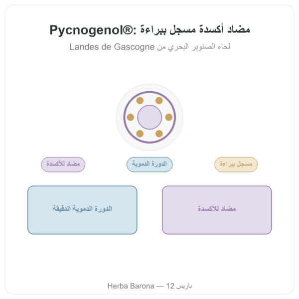 Pycnogenol Dynveo – 100 ملغ – 70% بروسيانيدين (OPC) – 60 كبسولة عرض المنتج Paris Herba Barona