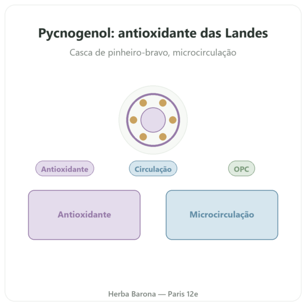 Pycnogenol 50 mg 60 Cápsulas Dynveo apresentação Paris Herba Barona