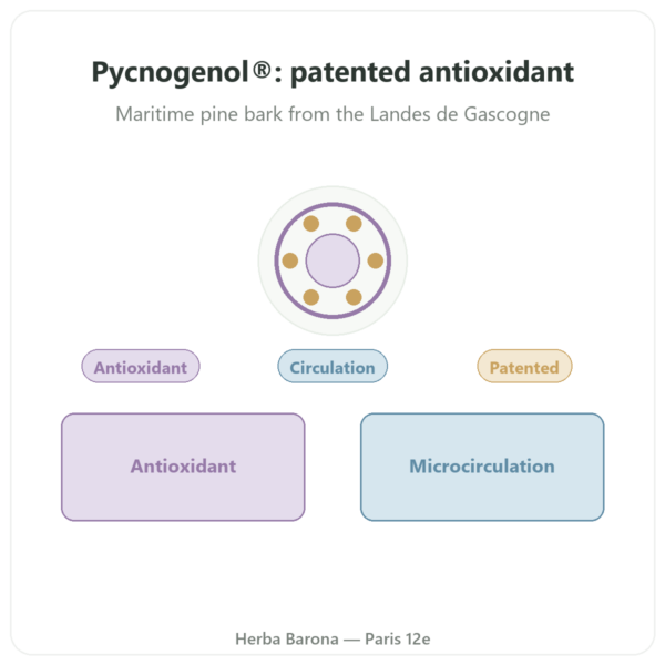 Pycnogenol (Maritime Pine Bark) – Dynveo – 100mg – 70% OPC – 60 capsules presentation Paris Herba Barona