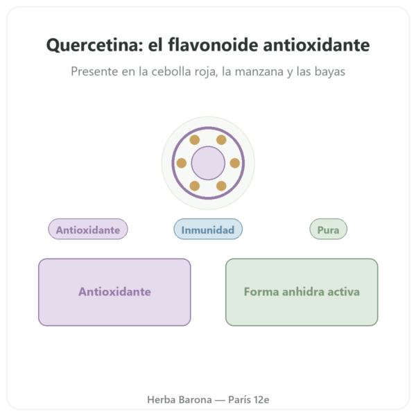 Quercetina 500 mg – 60 cápsulas – Dynveo presentación Paris Herba Barona