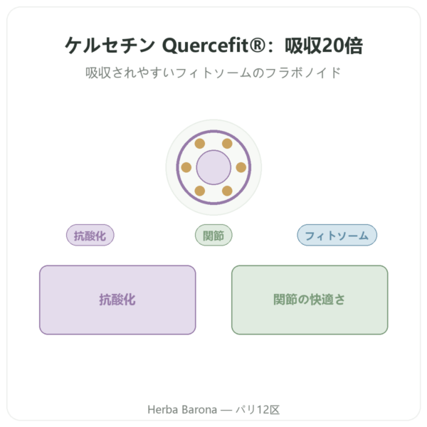 Dynveo 高吸収ケルセチン Quercefit 60カプセル presentation Paris Herba Barona