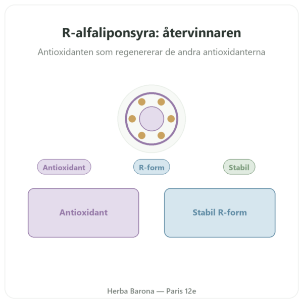 R-alfaliponsyra 100 mg – DYNVEO – 60 kapslar presentation Paris Herba Barona