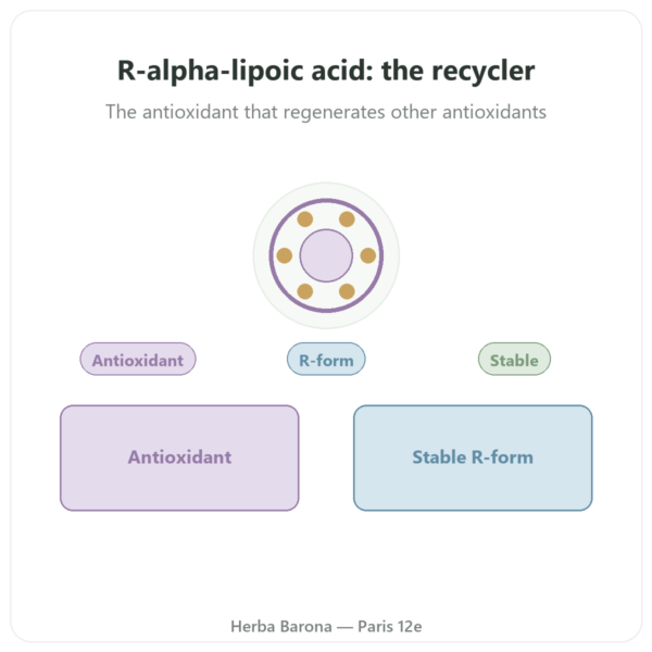 R-Alpha-Lipoic Acid 100 mg - Dynveo - 60 Capsules presentation Paris Herba Barona