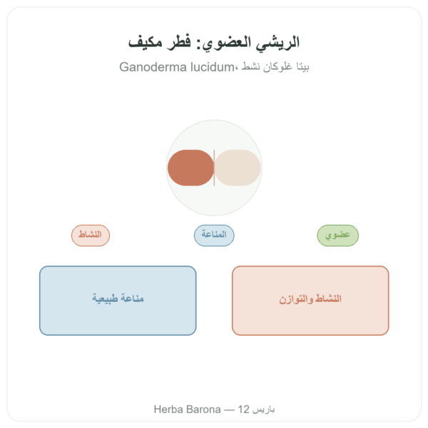 ريشي عضوي Reishi bio – Dynveo – 500mg – 60 كبسولة عرض المنتج Paris Herba Barona
