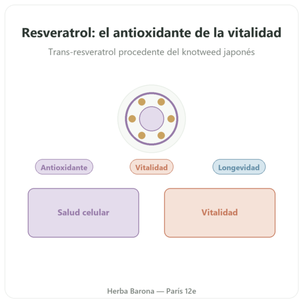 Resveratrol 300 mg – 60 cápsulas – Dynveo presentación Paris Herba Barona