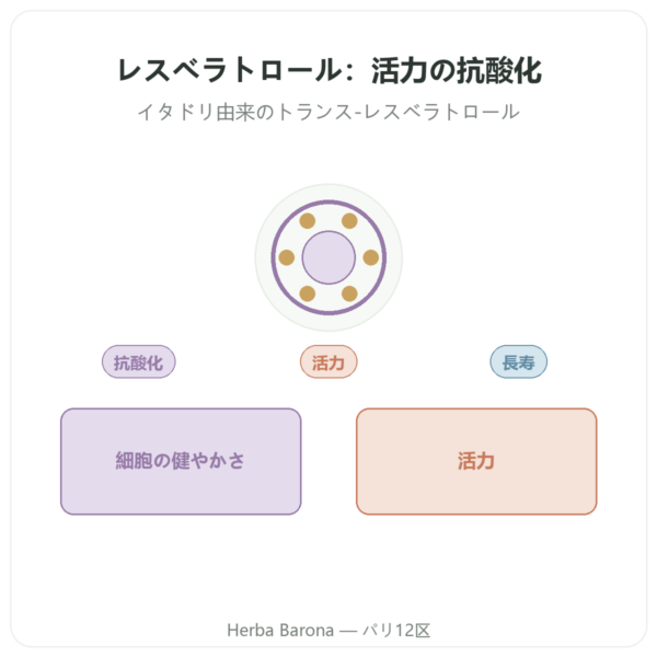 レスベラトロール 300 mg 60カプセル DYNVEO presentation Paris Herba Barona